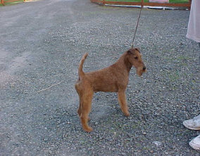 geordanirishterriers001001.jpg