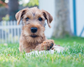 geordanirishterriers001003.jpg