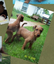 geordanirishterriers003004.gif