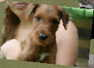 geordanirishterriers003006.gif