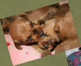 geordanirishterriers003011.gif